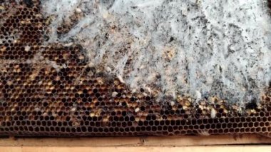 Eski bal peteklerinde büyüyen büyük ve küçük balmumu larvaları, Galleriini tırtılının hayatını kapamak, kovanda parazit, bal üretimi sorunu, enfekte arı hücreleri, Avrupa arıcılığı.