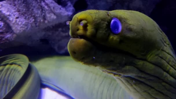 在水族馆 水下海洋生物 危险的野生动物 张嘴闭嘴的斗兽场 海鱼中近距离观看大型绿色斗兽场 — 图库视频影像