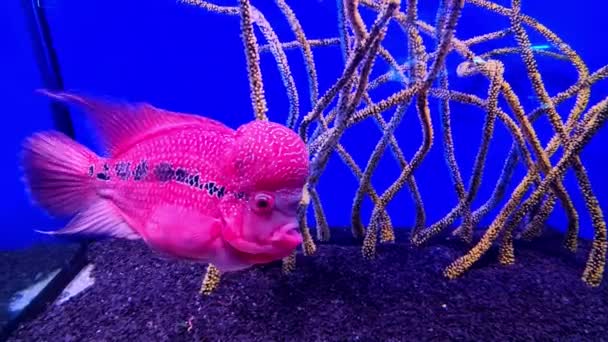 クロスブレッドの魚 青い背景に魚のタンクで花の角水泳 水中生活 水族館でエキゾチックな熱帯ピンクの魚 面白いと珍しい家のペット — ストック動画