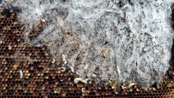 古いハニカムで育つワックス蛾の大小の幼虫 Galleriini冬虫夏草 巣の寄生虫 蜂蜜の生産問題 感染したミツバチ細胞 ヨーロッパの養蜂 — ストック動画
