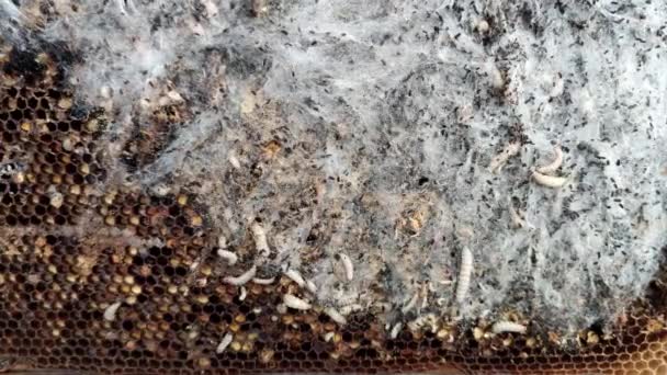 Larvas Grandes Pequenas Traça Cera Levantando Favos Mel Antigos Vida — Vídeo de Stock