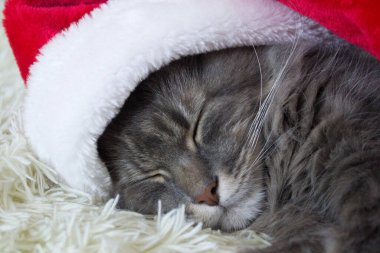 Kırmızı Noel Baba şapkalı Cristmas kedisi evde hafif yumuşak ekose üzerine uzanmış, 2023 yılının evcil hayvan sembolü yatakta uyuyor, kostümün içinde Noel arifesini bekliyor, yatay görüntü, Çin burcu.. 