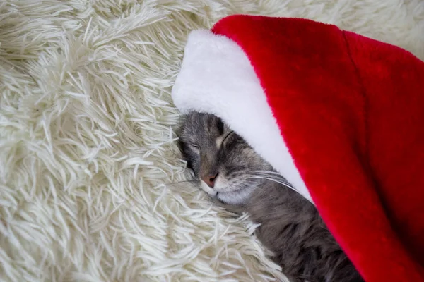 Kırmızı Noel Baba şapkalı Cristmas kedisi evde hafif yumuşak ekose üzerine uzanmış, 2023 yılının evcil hayvan sembolü yatakta uyuyor, kostümün içinde Noel arifesini bekliyor, yatay görüntü, Çin burcu.. 