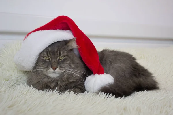 Kırmızı Noel Baba şapkalı Noel Baba evde hafif yumuşak ekose üzerine uzanmış, 2023 yılının gözde sembolü, gerçekten önde görünüyor, kostümlü Noel arifesi, yatay görüntü, Çin burcu. 