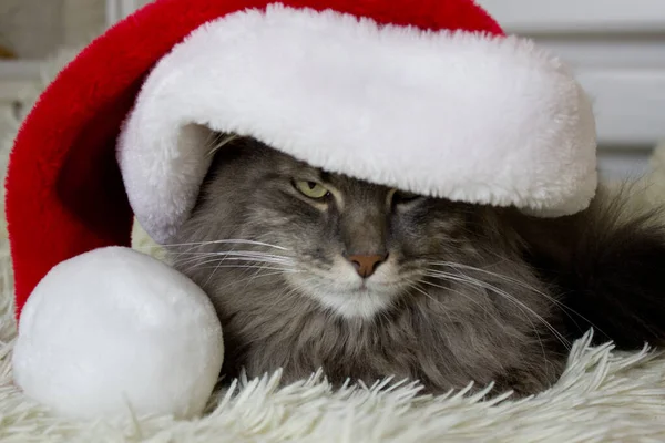 Kırmızı Noel Baba şapkalı Noel Baba evde hafif yumuşak ekose üzerinde oturuyor, 2023 yılının evcil hayvan sembolü gerçekten önde görünüyor, kostümlü Noel arifesini bekliyor, veterinerlik için yatay görüntü, takvim, poster tasarımı.