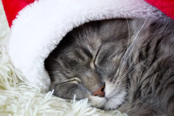Kırmızı Noel Baba şapkalı Cristmas kedisi evde hafif yumuşak ekose üzerine uzanmış, 2023 yılının evcil hayvan sembolü yatakta uyuyor, kostümün içinde Noel arifesini bekliyor, yatay görüntü, Çin burcu.. 