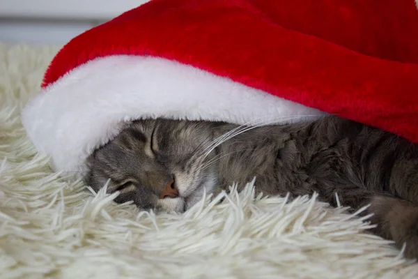 Kırmızı Noel Baba şapkalı Cristmas kedisi evde hafif yumuşak ekose üzerine uzanmış, 2023 yılının evcil hayvan sembolü yatakta uyuyor, kostümün içinde Noel arifesini bekliyor, yatay görüntü, Çin burcu.. 