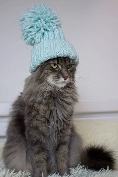Vánoční Kočka Modrém Pleteném Klobouku Sedící Doma Domácí Mazlíček Symbol — Stock fotografie