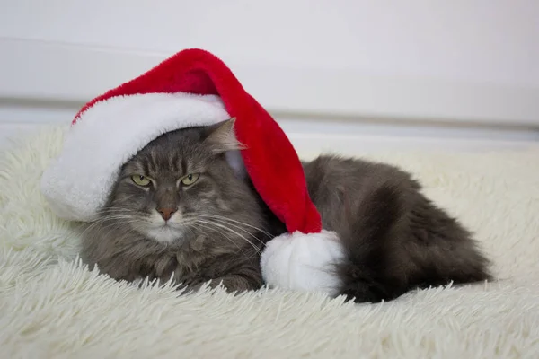 Bożonarodzeniowy Kot Czerwonym Kapeluszu Mikołaja Leżał Jasnej Miękkiej Kratę Domu — Zdjęcie stockowe