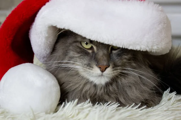Bożonarodzeniowy Kot Czerwonym Kapeluszu Mikołaja Siedzi Jasnej Miękkiej Kratę Domu — Zdjęcie stockowe