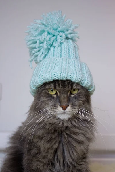 Vánoční Kočka Modrém Pleteném Klobouku Sedící Doma Domácí Mazlíček Symbol — Stock fotografie