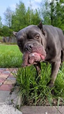Arka bahçede çimen yiyen Cane Corso köpeği, dikey çekim