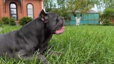 Arka bahçede çimen yiyen Cane Corso köpeği, yatay görüntü.
