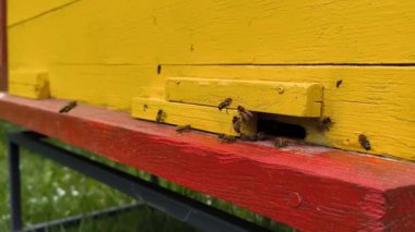 Polen ve nektarlı arı kovana, Ukrayna arıcılığına, yatay görüntülere uçar.