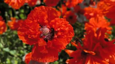 Bir sürü arı haşhaş tohumu çiçeği, sabah bahçesi ve yatay görüntü üzerinde uçar ve tozlaşır.