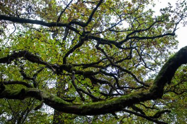 Renkli yaprakları olan güzel bir sonbahar ormanı