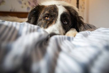 Eski yatak odasında beyaz sevimli bir köpek yatıyor.