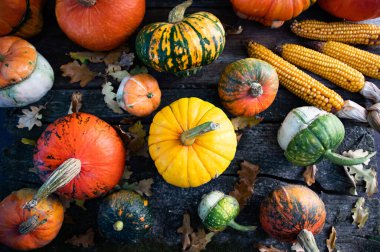 Sonbahar Şükran Günü kartında balkabakları