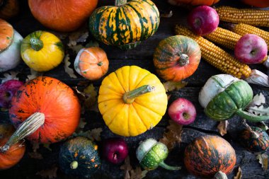 Sonbahar Şükran Günü kartında balkabakları