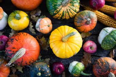 Sonbahar Şükran Günü kartında balkabakları