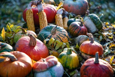 Sonbahar Şükran Günü kartında balkabakları