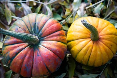 Kırmızı balkabağı sonbahar Şükran Günü kartında kapanıyor.