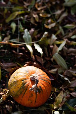Sonbahar Şükran Günü kartında balkabakları
