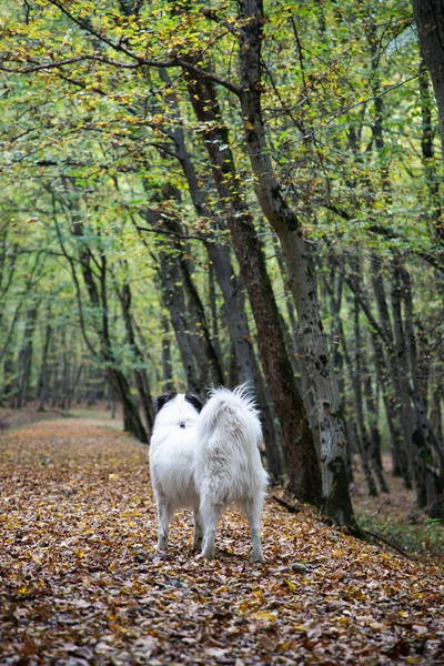 Ευτυχισμένη Γυναίκα Και Λευκό Σκυλί Απολαμβάνοντας Φθινόπωρο Δάσος Τοπίο — Φωτογραφία Αρχείου