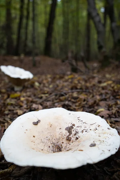 Большой Белый Гриб Осеннем Лесу — стоковое фото