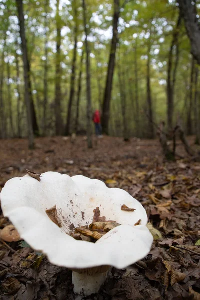 Grande Fungo Bianco Nella Foresta Autunnale — Foto Stock