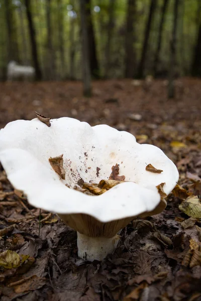 Duży Biały Grzyb Jesiennym Lesie — Zdjęcie stockowe