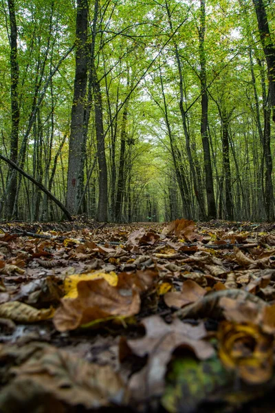 Renkli Yaprakları Olan Güzel Bir Sonbahar Ormanı — Stok fotoğraf