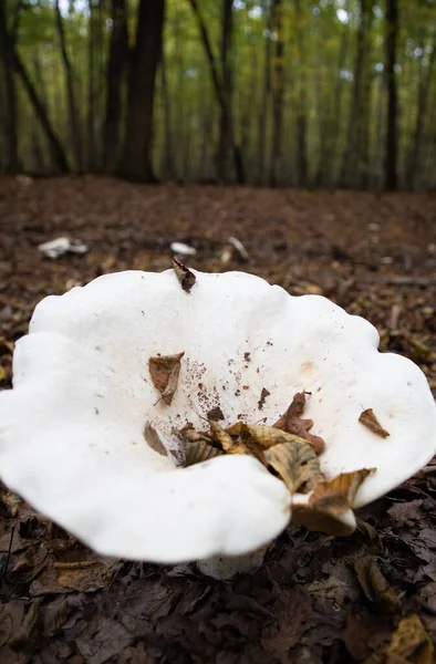 秋の森の中の大きな白いキノコ — ストック写真