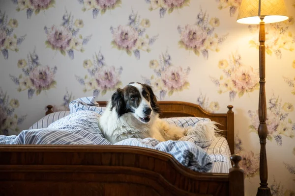 Słodkie Biały Pies Łóżko Vintage Sypialnia — Zdjęcie stockowe