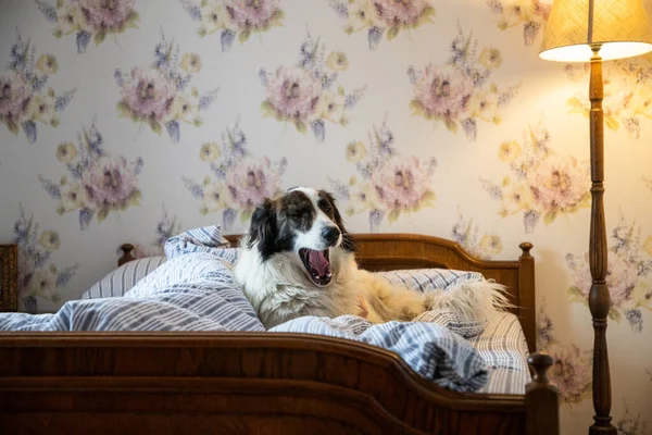 Słodkie Biały Pies Łóżko Vintage Sypialnia — Zdjęcie stockowe