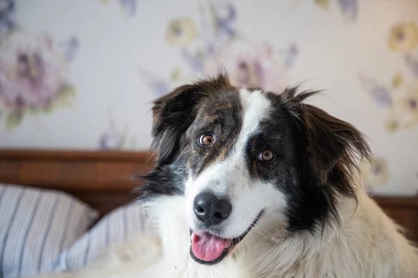 stock image cute white dog in bed in vintage bedroom