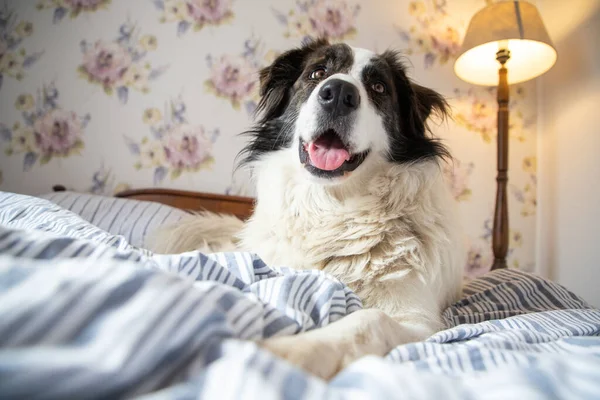 Schattig Wit Hond Bed Vintage Slaapkamer — Stockfoto