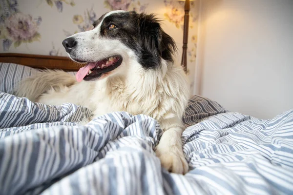 可爱的白狗躺在古老的卧室里 — 图库照片