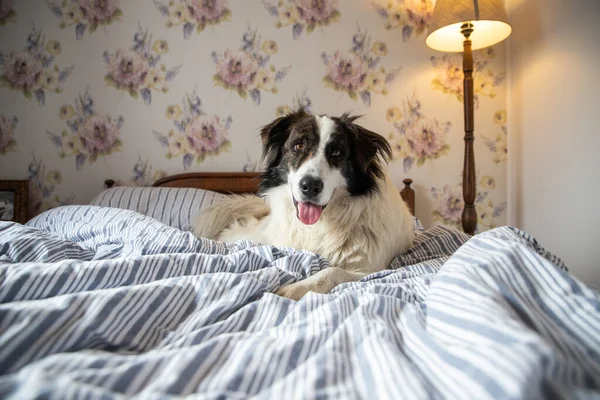 可愛いです白い犬でベッドでヴィンテージベッドルーム — ストック写真