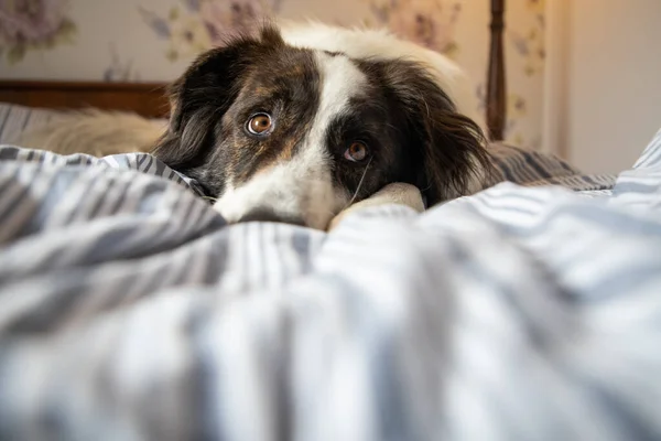 可愛いです白い犬でベッドでヴィンテージベッドルーム — ストック写真