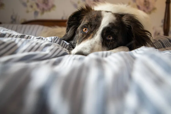 Söt Vit Hund Sängen Vintage Sovrum — Stockfoto