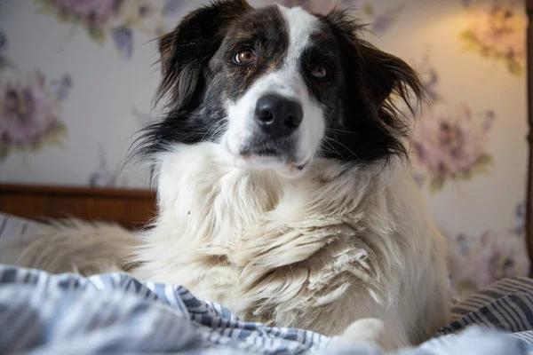 Schattig Wit Hond Bed Vintage Slaapkamer — Stockfoto
