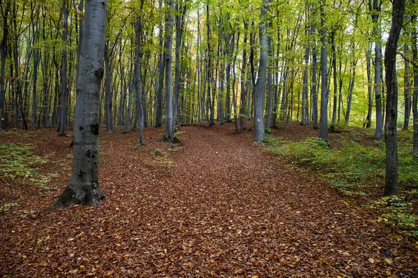 Красивый Осенний Лес Разноцветными Листьями — стоковое фото