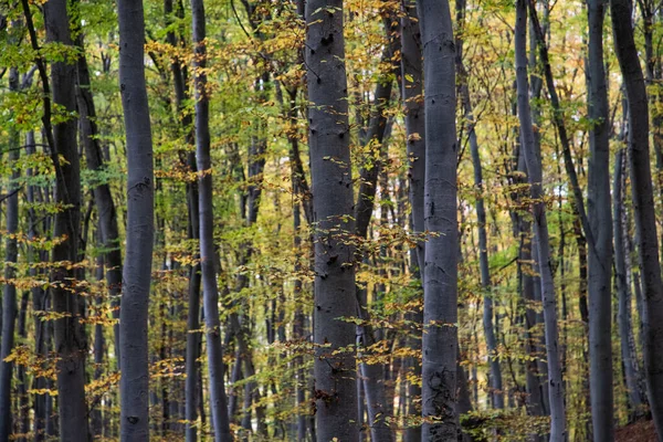 Gyönyörű Őszi Erdő Színes Levelekkel — Stock Fotó