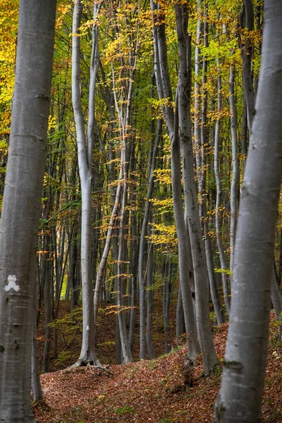 Gyönyörű Őszi Erdő Színes Levelekkel — Stock Fotó