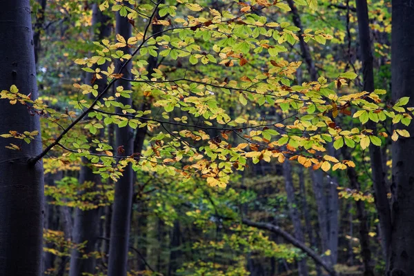 Bela Floresta Outono Com Folhas Coloridas — Fotografia de Stock