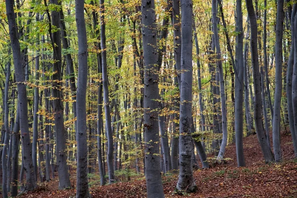 Piękny Jesienny Las Kolorowymi Liśćmi — Zdjęcie stockowe