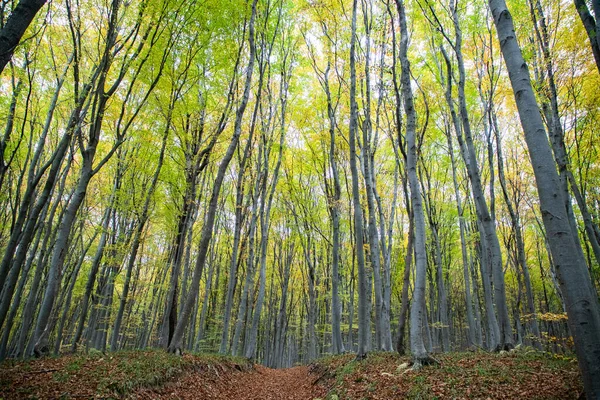 美丽的秋天森林 绿叶斑斓 — 图库照片
