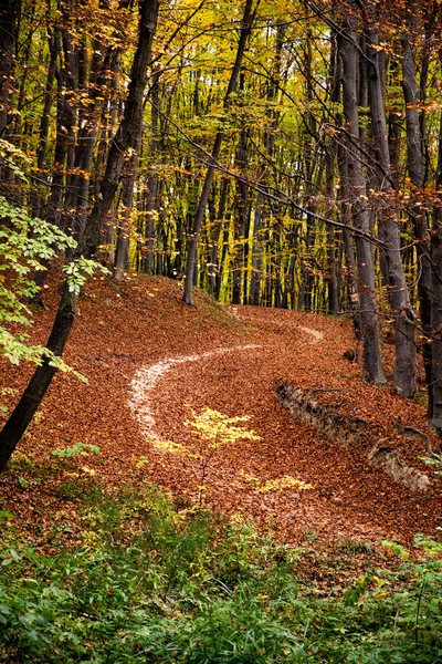 紅葉の美しい秋の森 — ストック写真