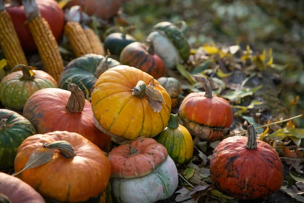 Pumpor Hösten Thanksgiving Kort — Stockfoto